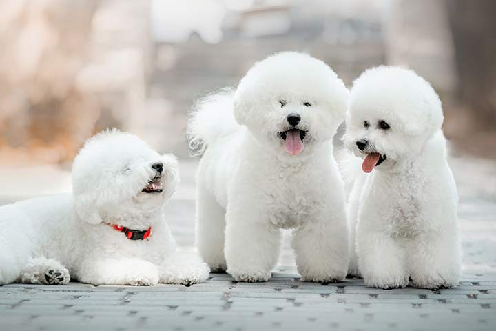 Bichon Frise breed