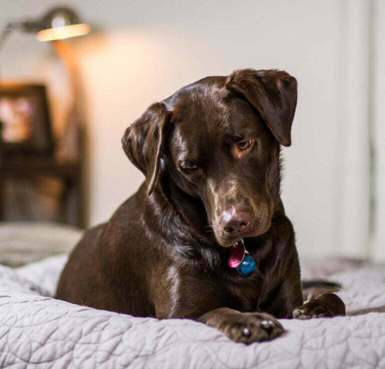 The 3 Best Pet Breeds for First-Time Pet Owners