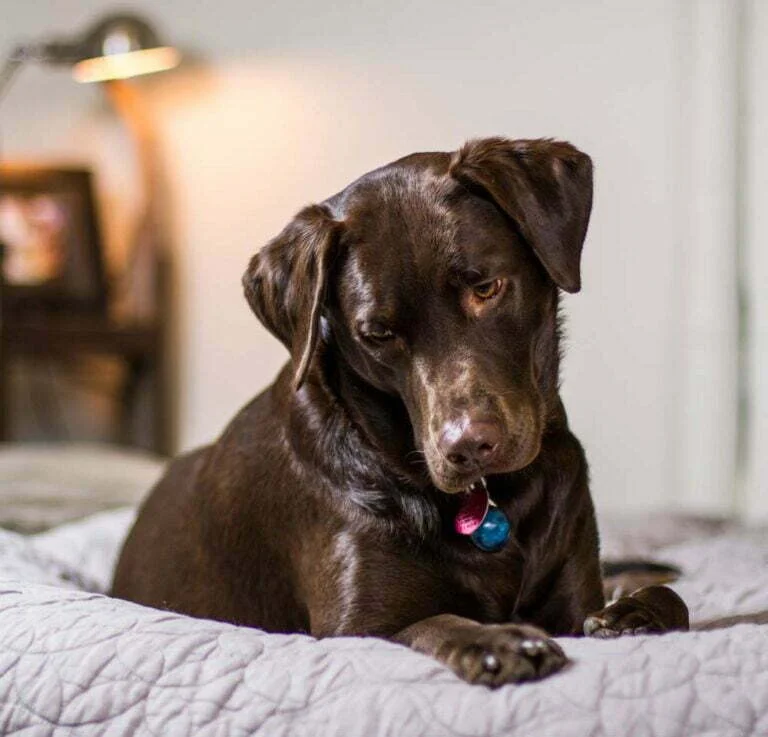 The 3 Best Pet Breeds for First-Time Pet Owners