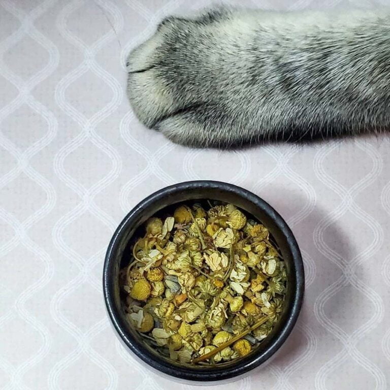 Can Cats Drink Chamomile Tea? Is it Safe for Pets?