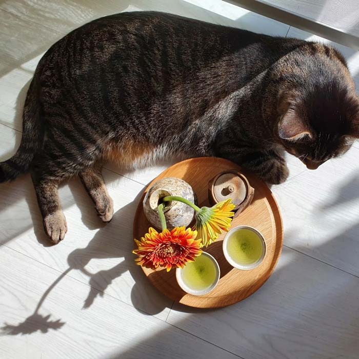 cat drinking chamomile tea
