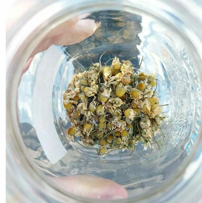 What Does Chamomile Tea Taste Like