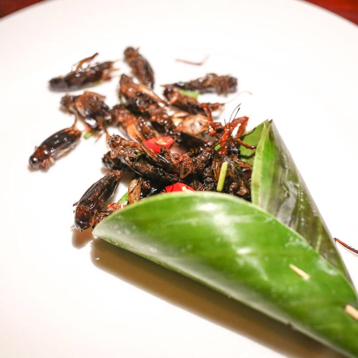 Edible Insects - What Science Says About