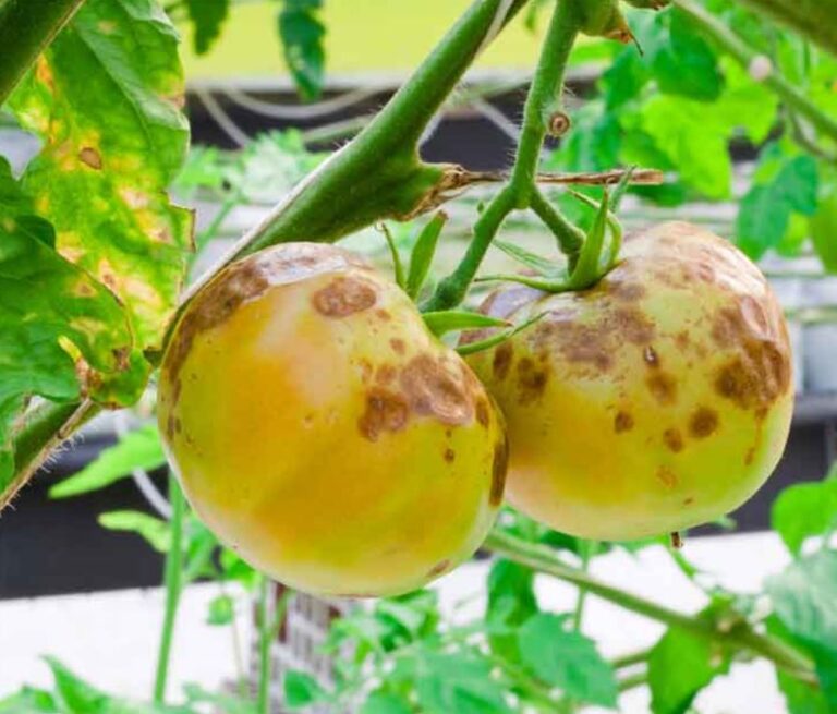 Effective Tomato Treatment Scheme: How and When to Spray the Plants