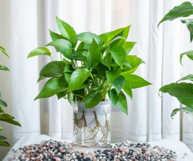 Hydroponic Indoor Gardening: Can You Grow Food Indoors Without Soil?