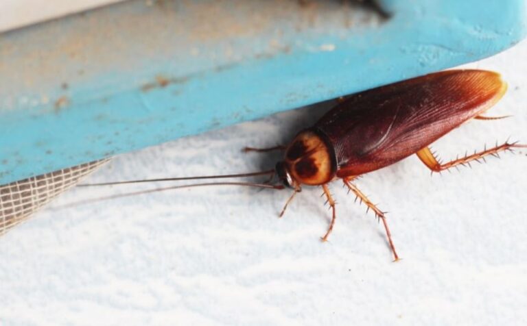 Cockroach vs. Palmetto Bug: What’s the Difference?