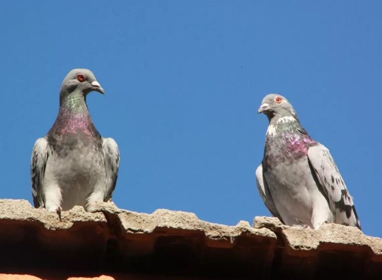 How to Get Birds Out of Your Attic: A Complete Guide
