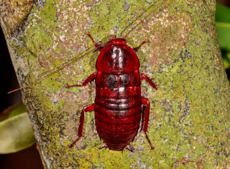 How to Get Rid of Palmetto Bugs & Cockroaches: A Complete Guide