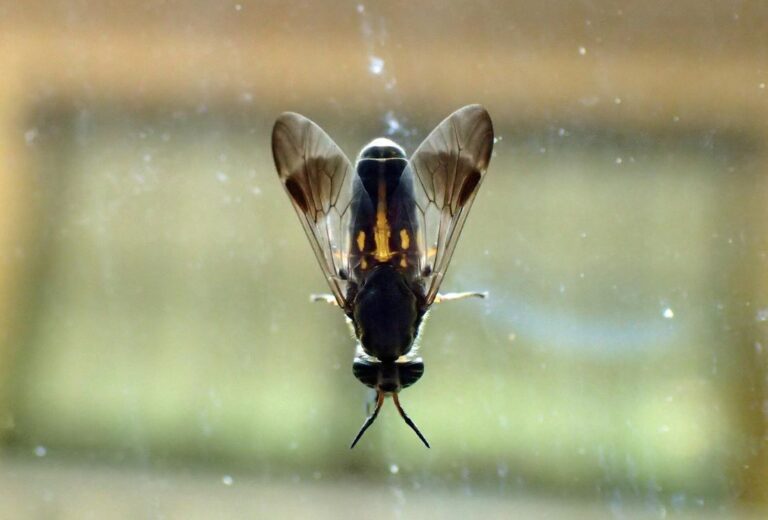 How to Identify Biting Flies | Types of Biting Flies Full Guide