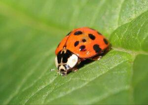 Ladybugs vs. Asian Lady Beetles: How To Tell the Difference - Pest