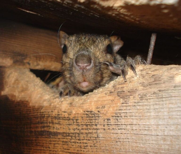 Signs You May Have Squirrels in Your Attic or Roof: A Homeowner’s Guide