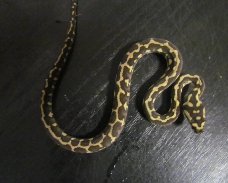 How Much Does Snake Removal Cost? [2025 Data]