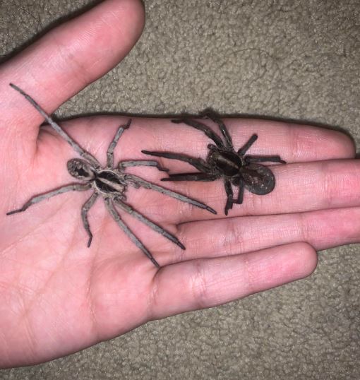 The 3 Most Common North Carolina Venomous Spiders: Full Guide