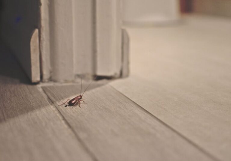 What Attracts Palmetto Bugs to Your House? Full Guide
