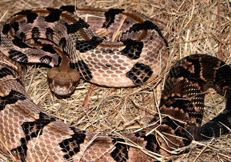 What To Do When You Find A Snake In Charlotte