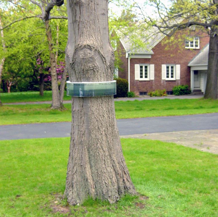 What is Tree Banding? – The Full Guide