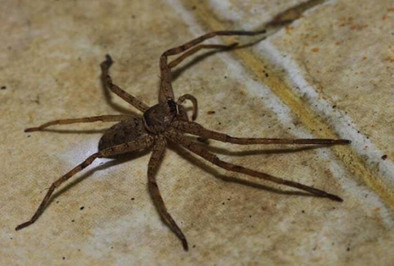 What North Carolina Spiders Are Dangerous? Full Guide