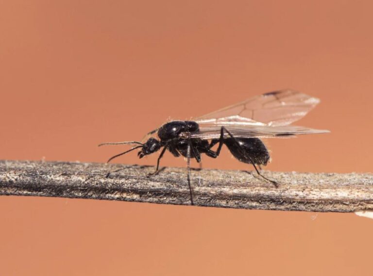 Ants with Wings: How to Get Rid of Flying Ants – Full Guide