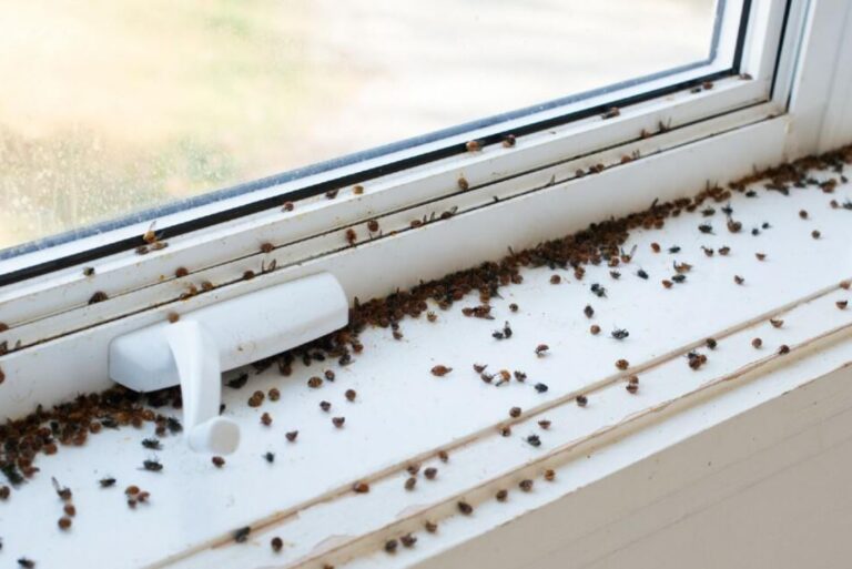 What To Know If You’re Finding Ladybugs In Your House