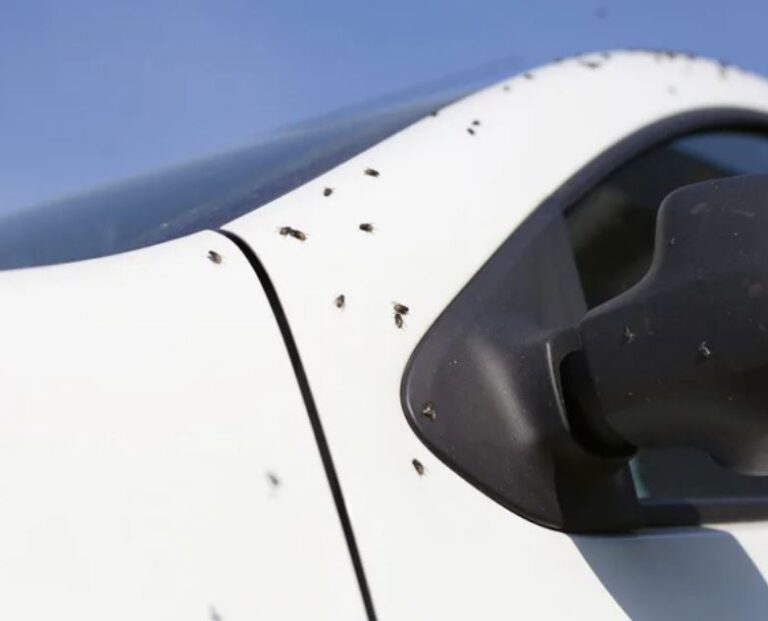 How to Get Rid of Ants in Your Garage: A Complete Guide