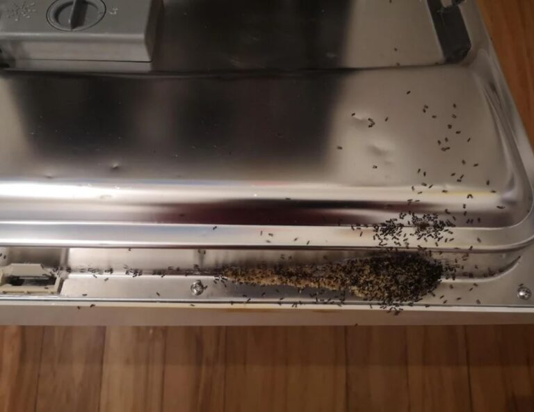 The Ultimate Guide to Ants in the Dishwasher: Causes, Risks, and Solutions
