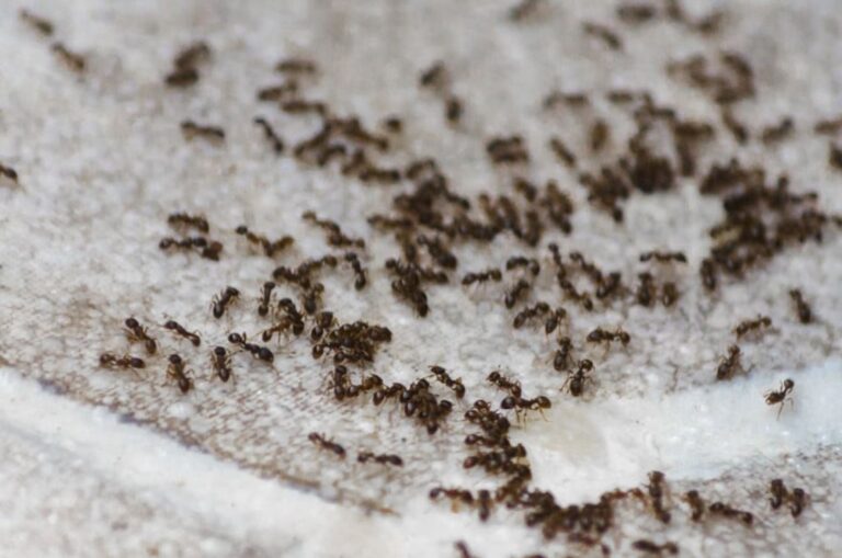 Do Ants Hibernate in Winter? The Truth About Ant Survival