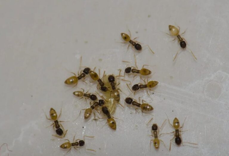 Ants Coming from Baseboards: Causes, Risks, and Effective Solutions