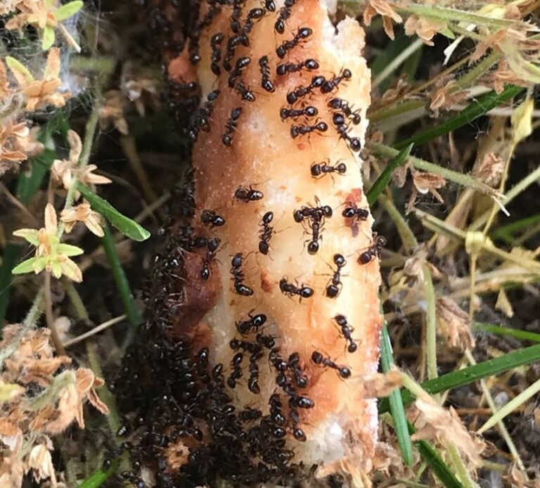 The Unseen Buffet: What Attracts Black Ants to Your Home and Garden