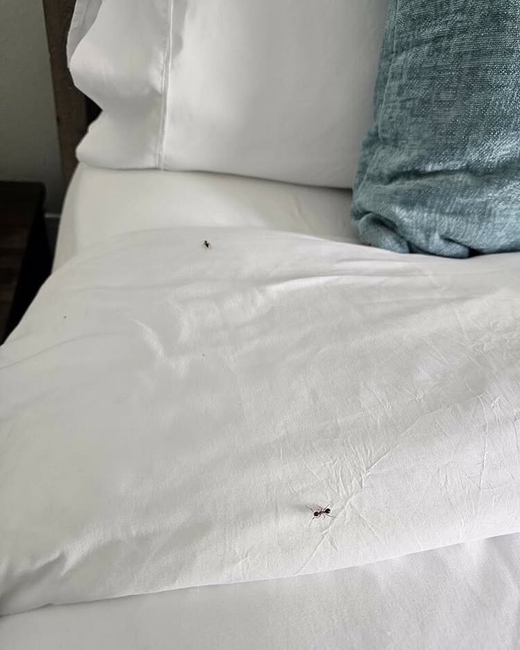 What Attracts Carpenter Ants? A Comprehensive Guide to Prevention and Protection