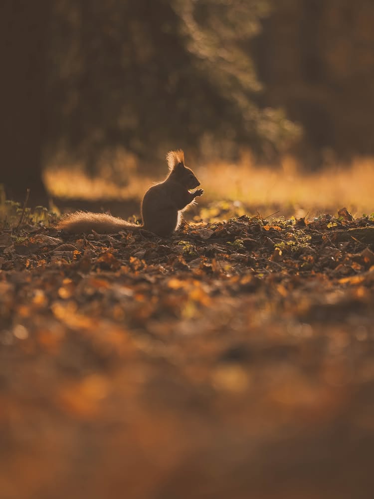 Do Squirrels Eat Ants? The Surprising Truth About Squirrel Diets