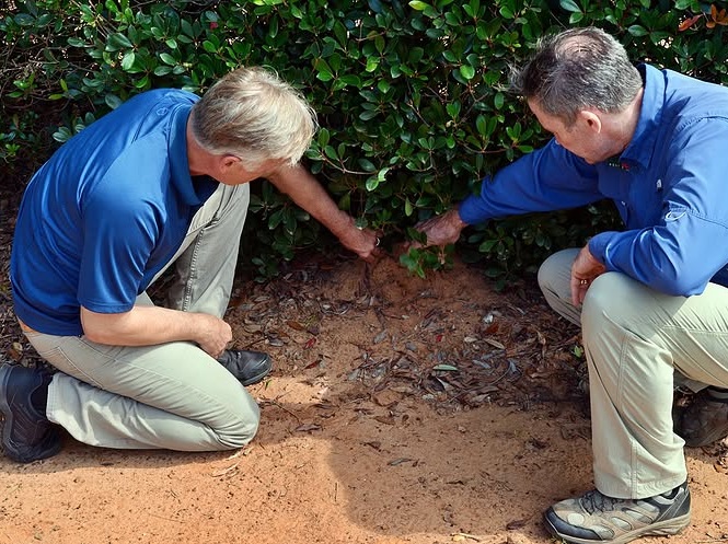 Fire Ants in Colorado: What You Need to Know