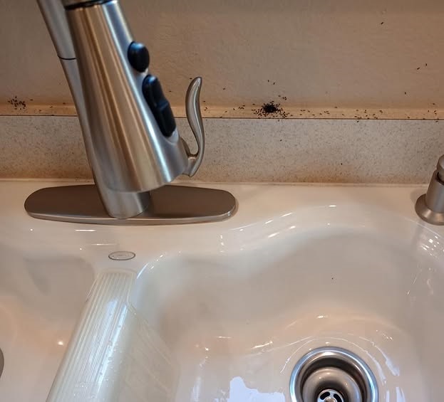 The Ultimate Guide: How to Get Rid of Ghost Ants in Florida