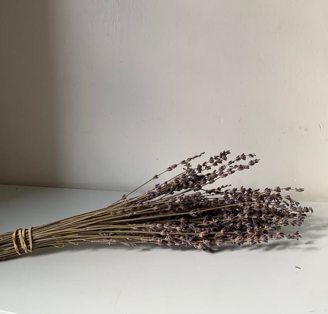 Do Ants Hate Lavender? The Science Behind a Natural Repellent