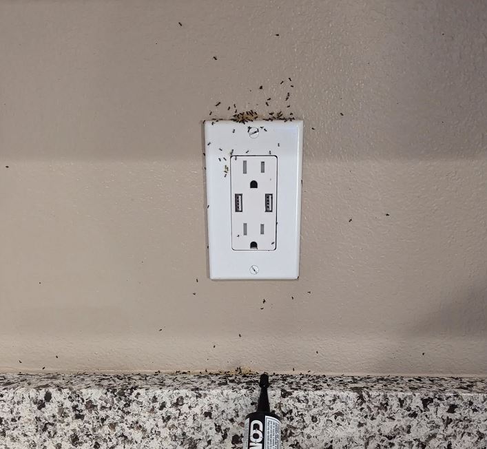 The Ultimate Guide to Sugar Ants in Texas: Identification, Prevention, and Control