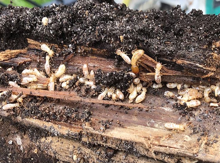 The Ultimate Guide to White Ant Signs: How to Spot a Termite ... - Pest Control Services For Termite Infestations