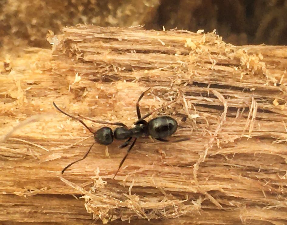 Carpenter Ants vs Termites: Your Ultimate Guide to Identification and